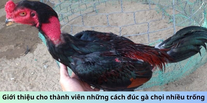 Cách Đúc Gà Chọi Nhiều Trống - Bí Quyết Sinh Sản Đột Phá 1 Trang Chủ Jun88.com #1 Việt Nam Giới thiệu cho thành viên những cách đúc gà chọi nhiều trống