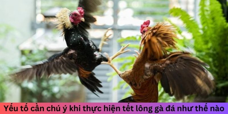 Tết Lông Gà Đá Như Thế Nào Để Tăng Sức Bền Chuẩn Và Đẹp 3 Trang Chủ Jun88.com #1 Việt Nam Yếu tố cần chú ý khi thực hiện tết lông gà đá như thế nào